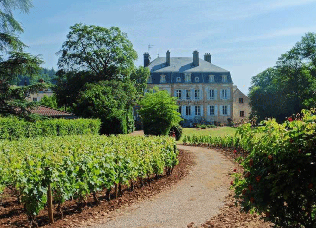 Zdjecie - winnica Domaine de Suremain