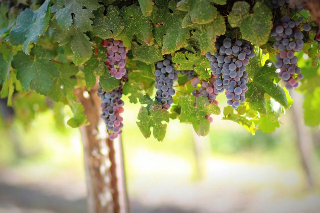 Winorośl: Korzenie Szlachetnego Wina